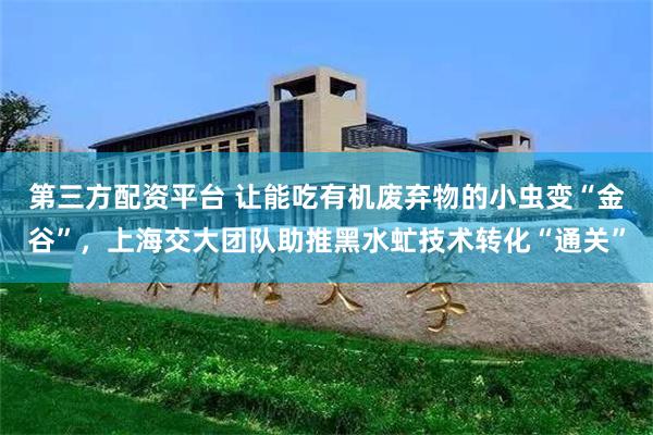 第三方配资平台 让能吃有机废弃物的小虫变“金谷”，上海交大团队助推黑水虻技术转化“通关”